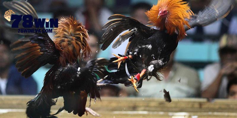 Bí kíp chơi đá kê khoa học luôn thắng không bại
