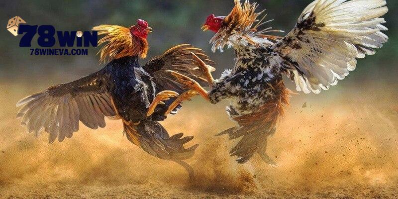 Đá gà 78win với giao diện trực quan, visual