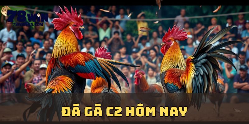 Đá gà C2 hôm nay