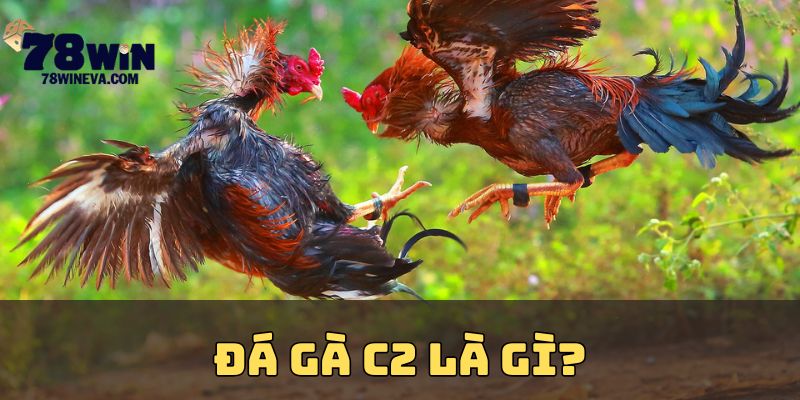 Thế nào là đá gà C2?