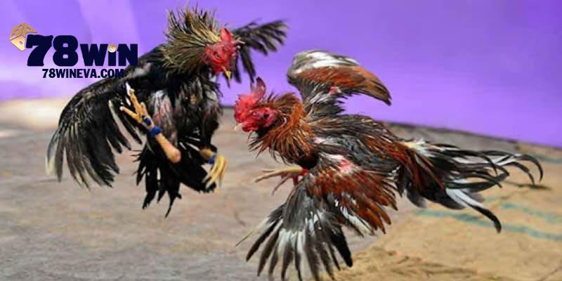 Tổng hợp các sai lầm hội viên nên chú ý khi chơi đá gà trực tuyến