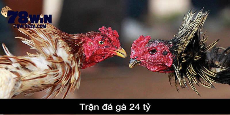 Trận đá gà 24 tỷ 78win